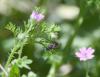 Corynis sp.